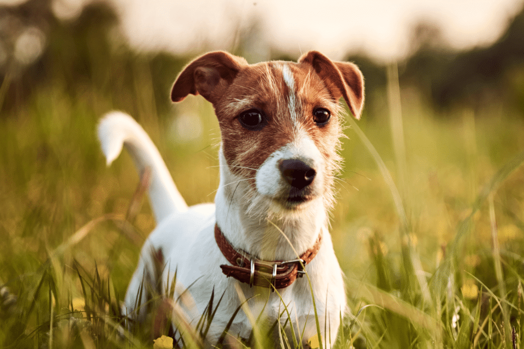 Serene Dog In Grassyy Field