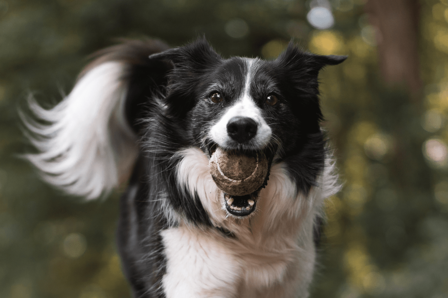 ProHide Dog Playing with Tennis Ball